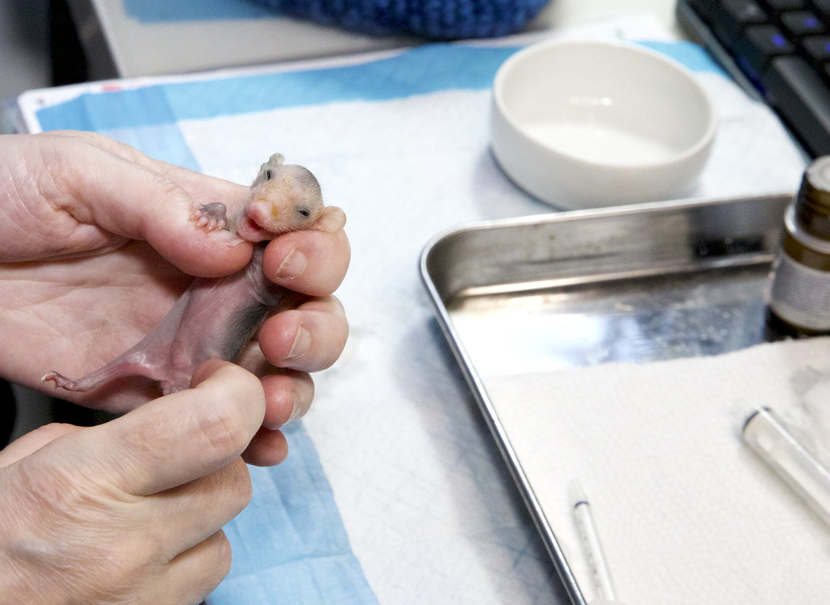 A tiny hairless baby opossum is held in two hands, with a syringe on a tray nearby.
