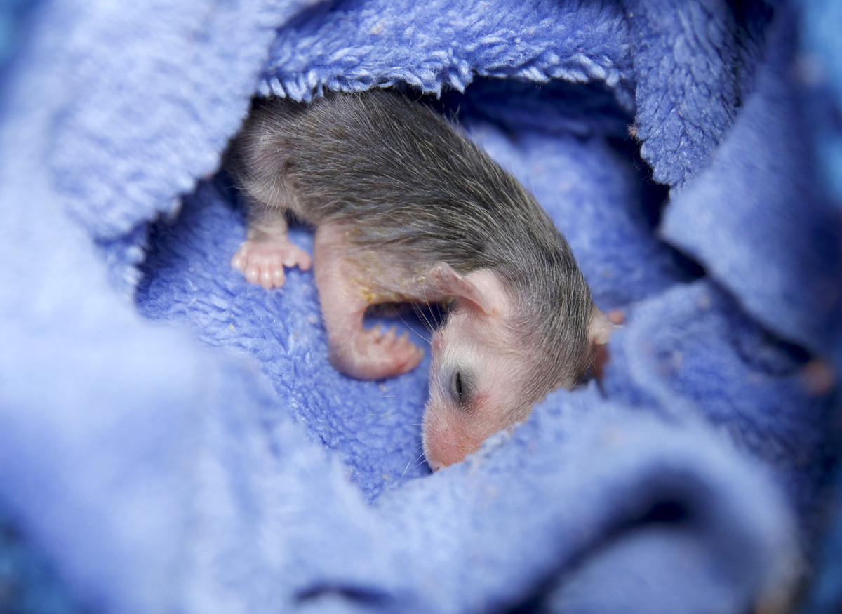 A baby opossum with its eyes closed sleeps on a purple furry fabric.