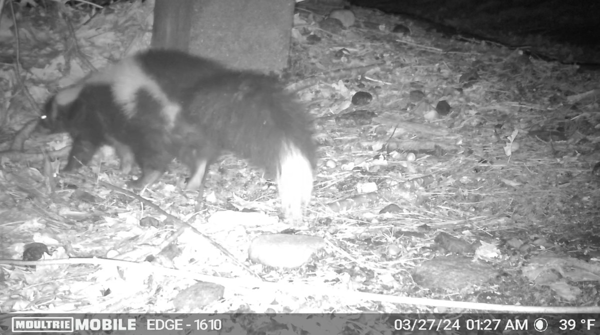 A nighttime photo of a skunk passing a trail camera.