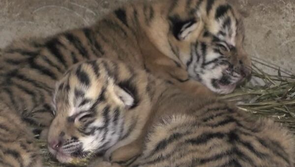 Crimea's Newest Residents: Meet Three Amur Tiger Cubs - Sputnik International