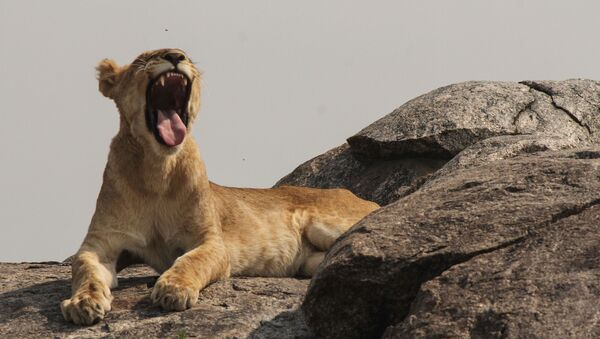 In this photo taken Saturday, Jan. 17, 2015, a lion cub yawns in Serengeti National Park, west of Arusha, northern Tanzania. - Sputnik International