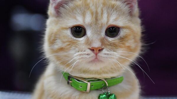 Котенок породы британская на выставке-продаже КоШарики Шоу в Москве