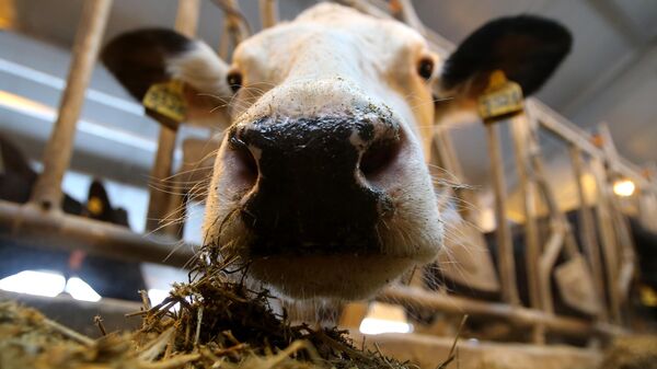 Корова на молочной ферме