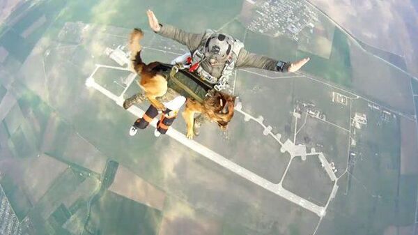 Прыжок с собакой: испытания парашютной системы десантирования