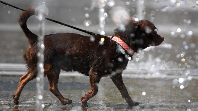Собака гуляет в фонтанах в парке искусств Музеон в Москве