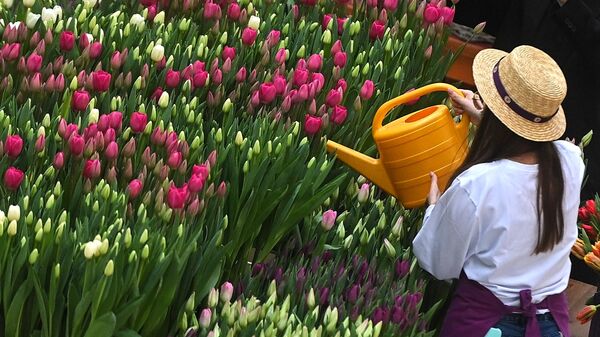 Тюльпаны на цветочном базаре в Петровском пассаже. Архивное фото