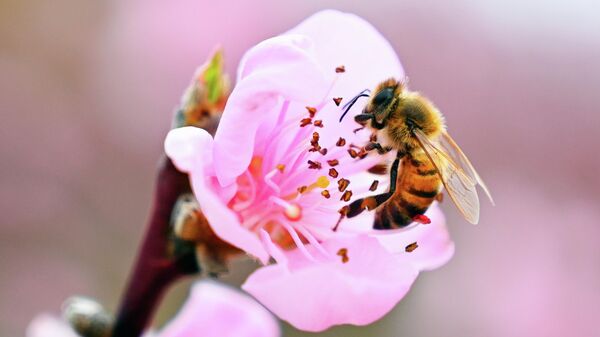 Пчела собирает пыльцу с цветка