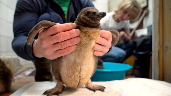 Новорожденные пингвины в Московском зоопарке