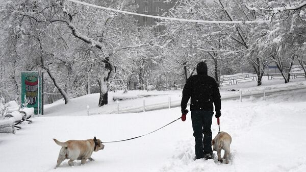 Мужчина выгуливает собак во время снегопада во Владивостоке