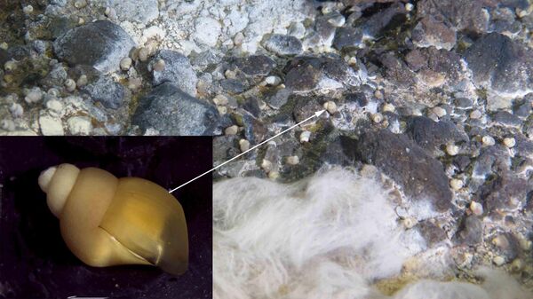 Поселение нового вида гастропод Provanna annae вблизи толстых бактериальных матов