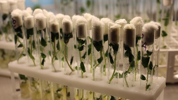 Оздоровленные микрорастения картофеля, растущие в среде in vitro в лаборатории селекции и семеноводства Красноярского ГАУ