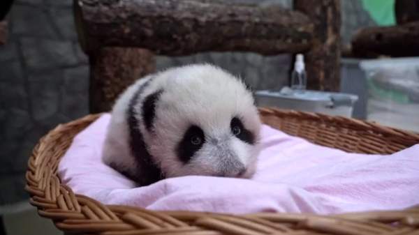 Маленькая панда из Московского зоопарка 