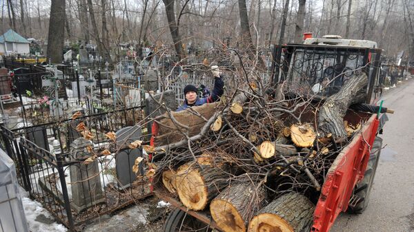 Уборка спиленных аварийных деревьев на кладбище. Архив