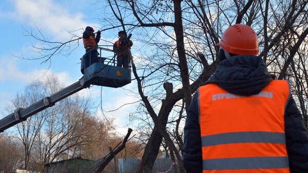 Сотрудники коммунальных служб обрезают деревья. Архивное фото