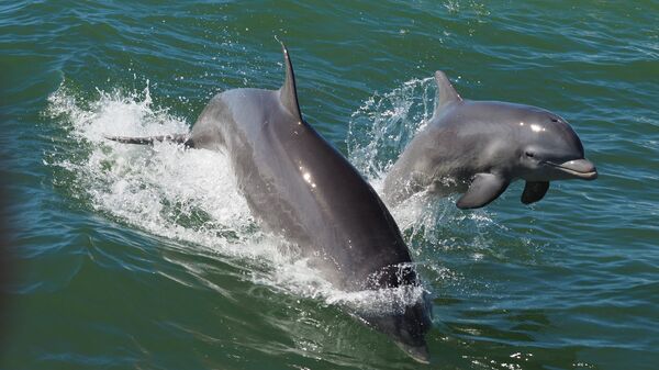 Самка дельфина с детенышем