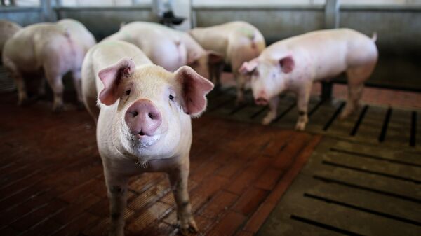 Свиньи в стойле на мясоперерабатывающем комбинате Кубань в Краснодарском крае