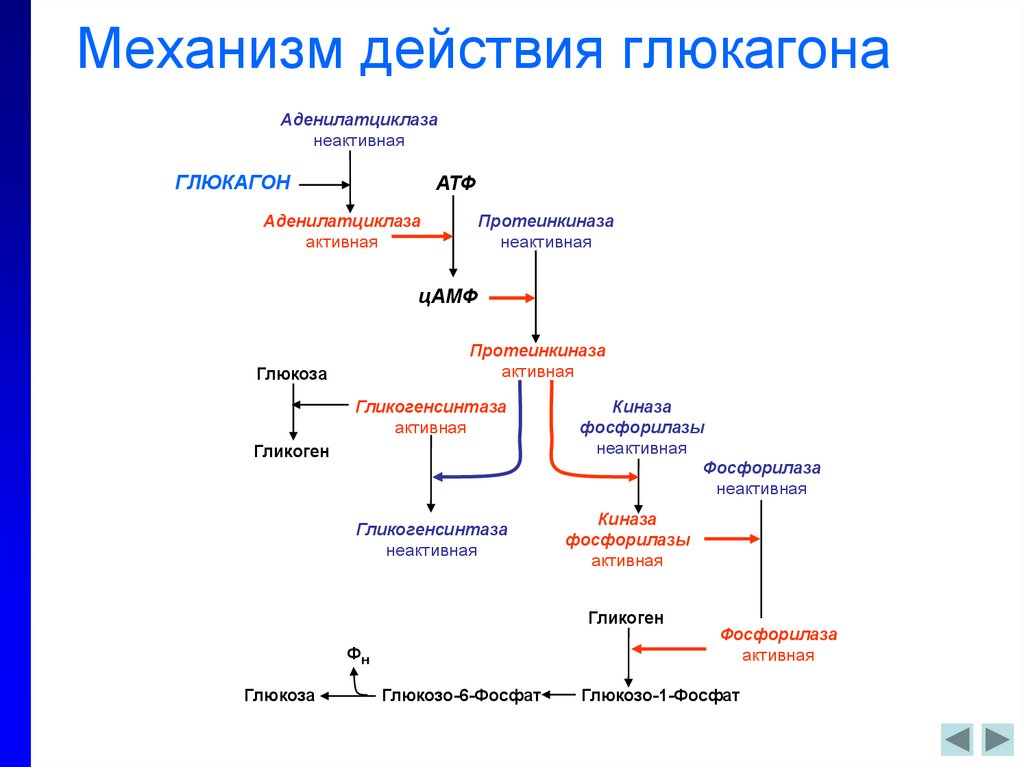 Инсулин и глюкагон функции