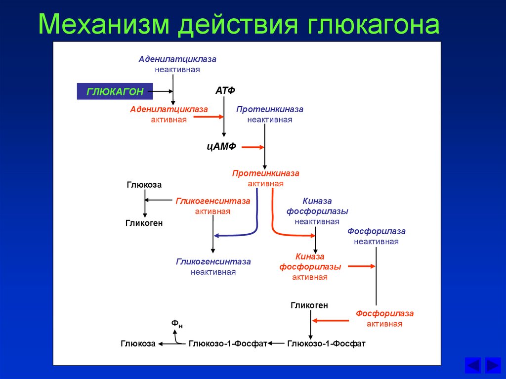 Инсулин и глюкагон функции