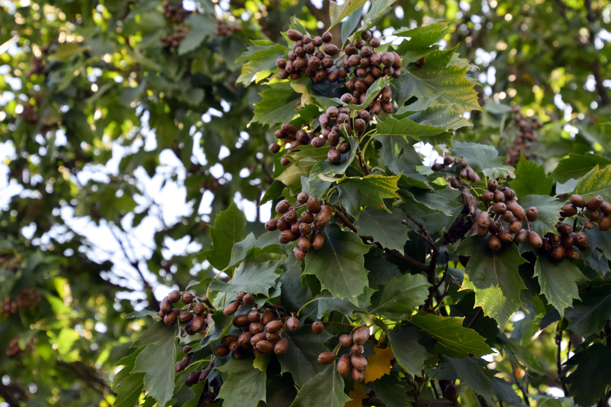 L’Alisier Torminal, également appelé Alisier des bois ou Sorbier Torminal, est un membre de la famille des sorbiers, connus pour leur beauté ornementale et leurs fruits décoratifs. Copyright (c) Arkadivna/Istock.