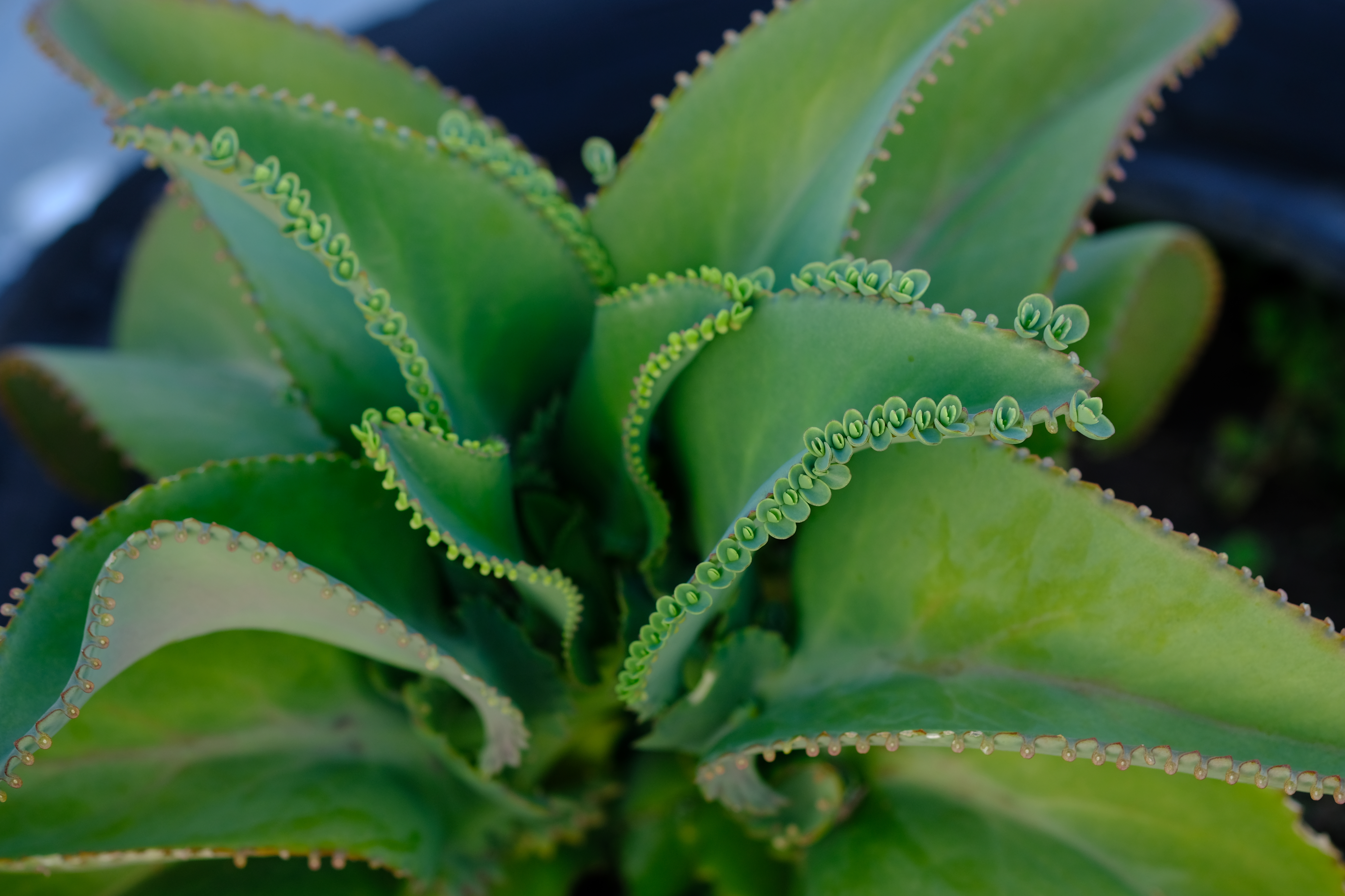 Le kalanchoé est une plante succulente, réputée pour sa facilité d’entretien !  Copyright (c) 2021 Tula L/Shutterstock.