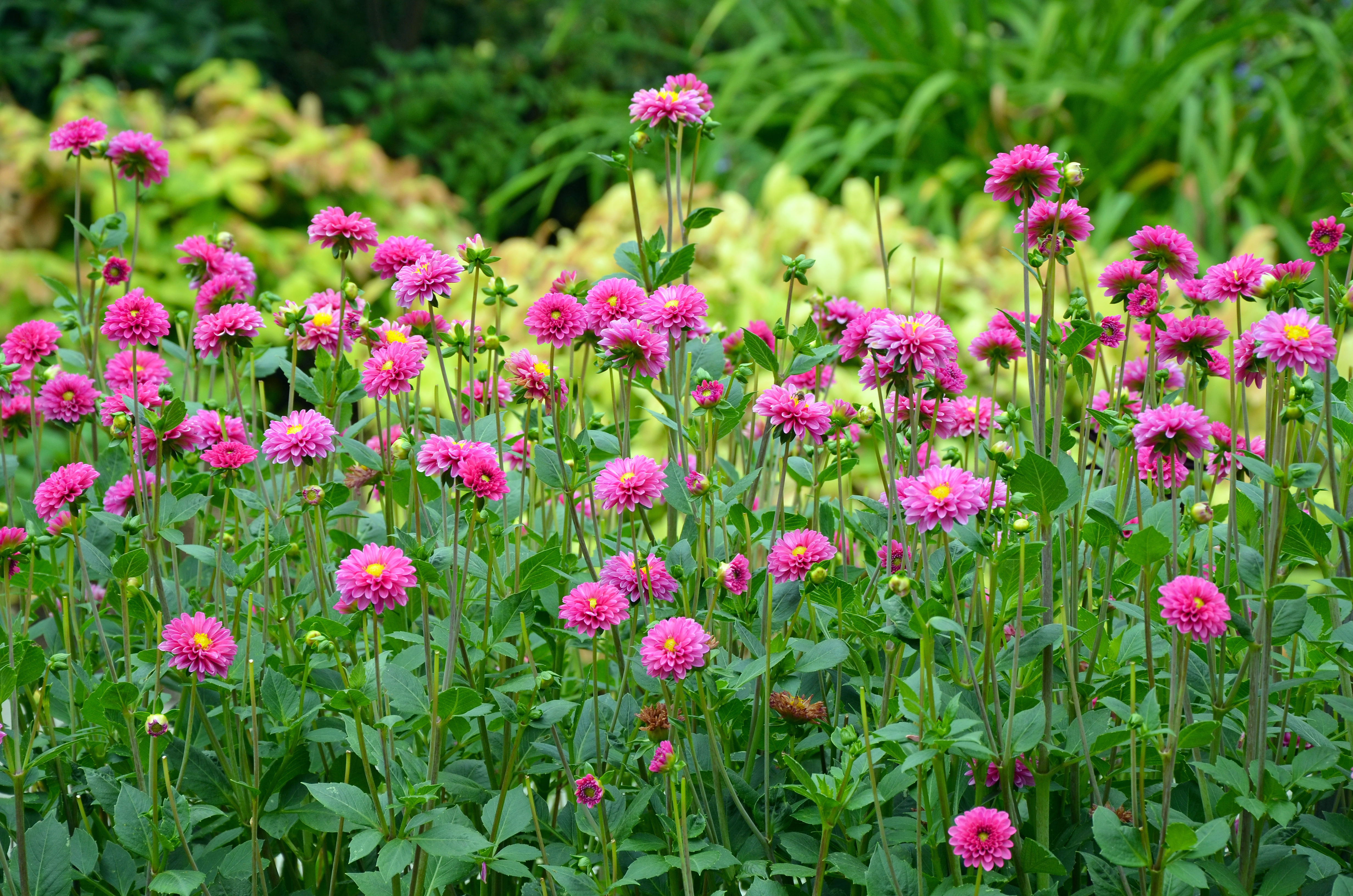 Le dahlia est une fleur à la floraison estivale, qui peut perdurer jusqu’à la fin de l’automne si on lui offre les bonnes conditions de culture.  Copyright (c) 2020 guentermanaus/Shutterstock.