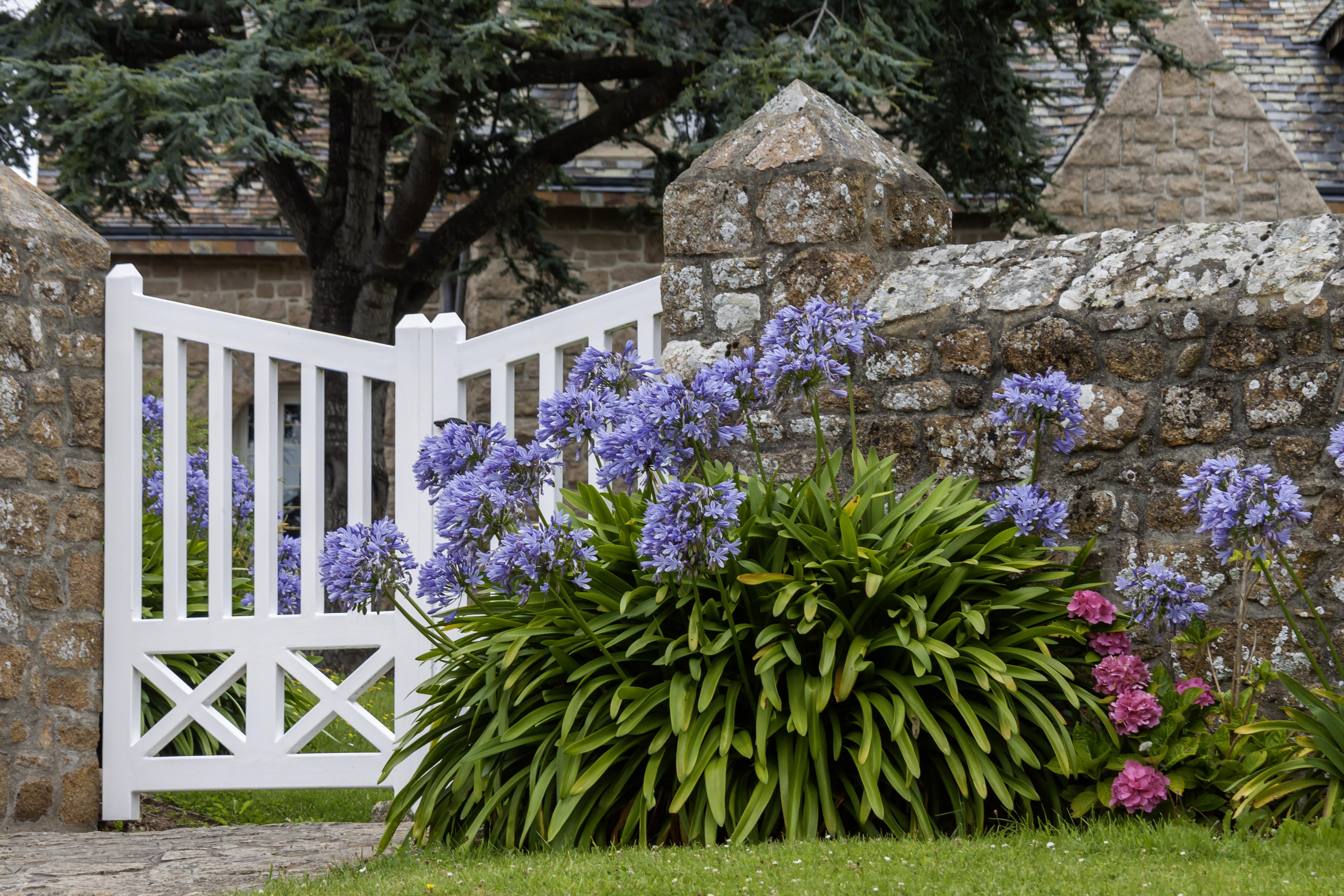 Avec leurs longues tiges dressées et leur floraison spectaculaire, les agapanthes apportent de la hauteur aux massifs fleuris du jardin. Copyright (c) imageBROKER/AnnaReinert/Istock.