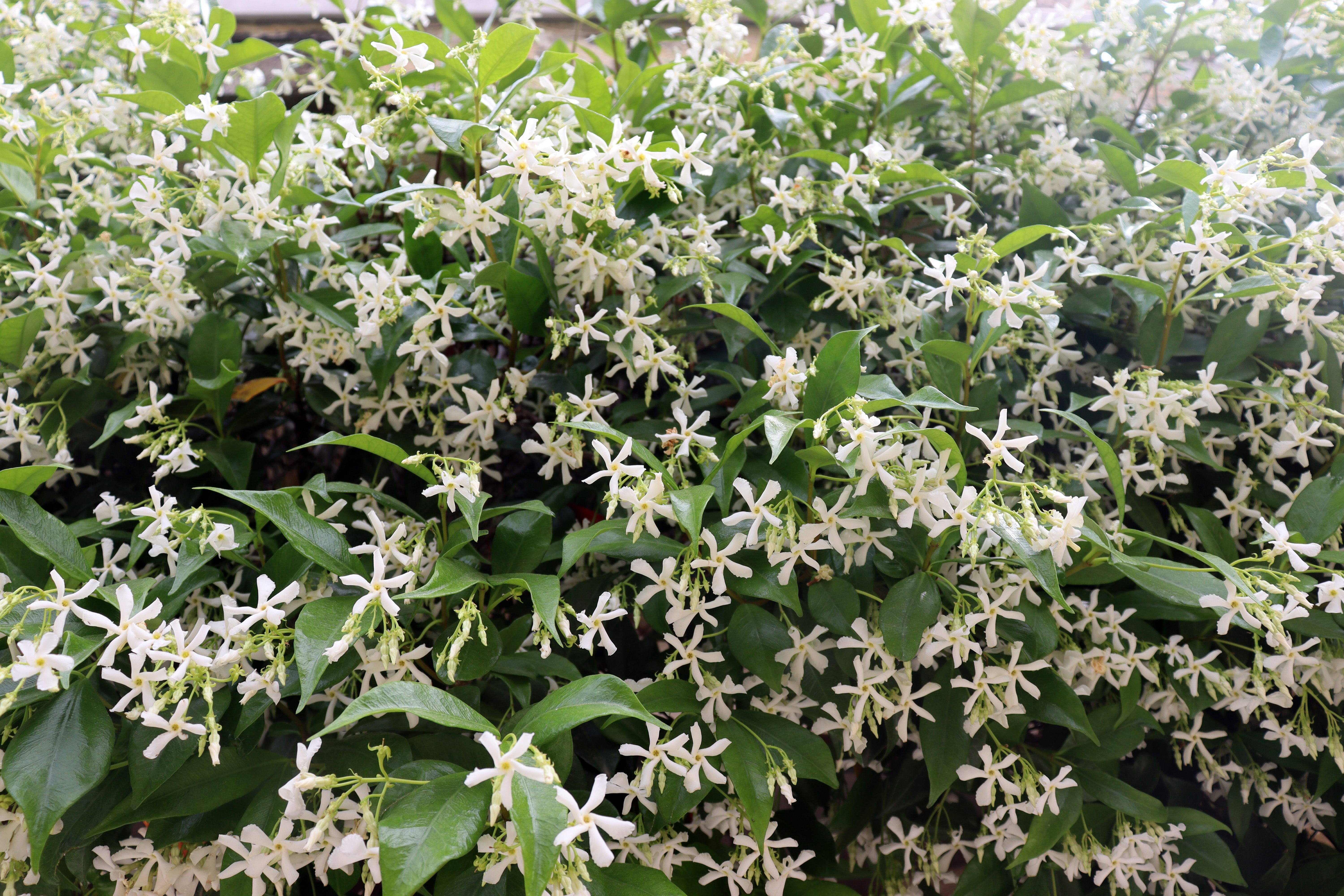 Le jasmin est un arbuste ou une grimpante ligneuse dont les petites fleurs étoilées blanches, jaunes ou roses embaument le jardin de leur parfum suave et entêtant. Copyright (c) 2022 Finecki/Shutterstock.  No use without permission.