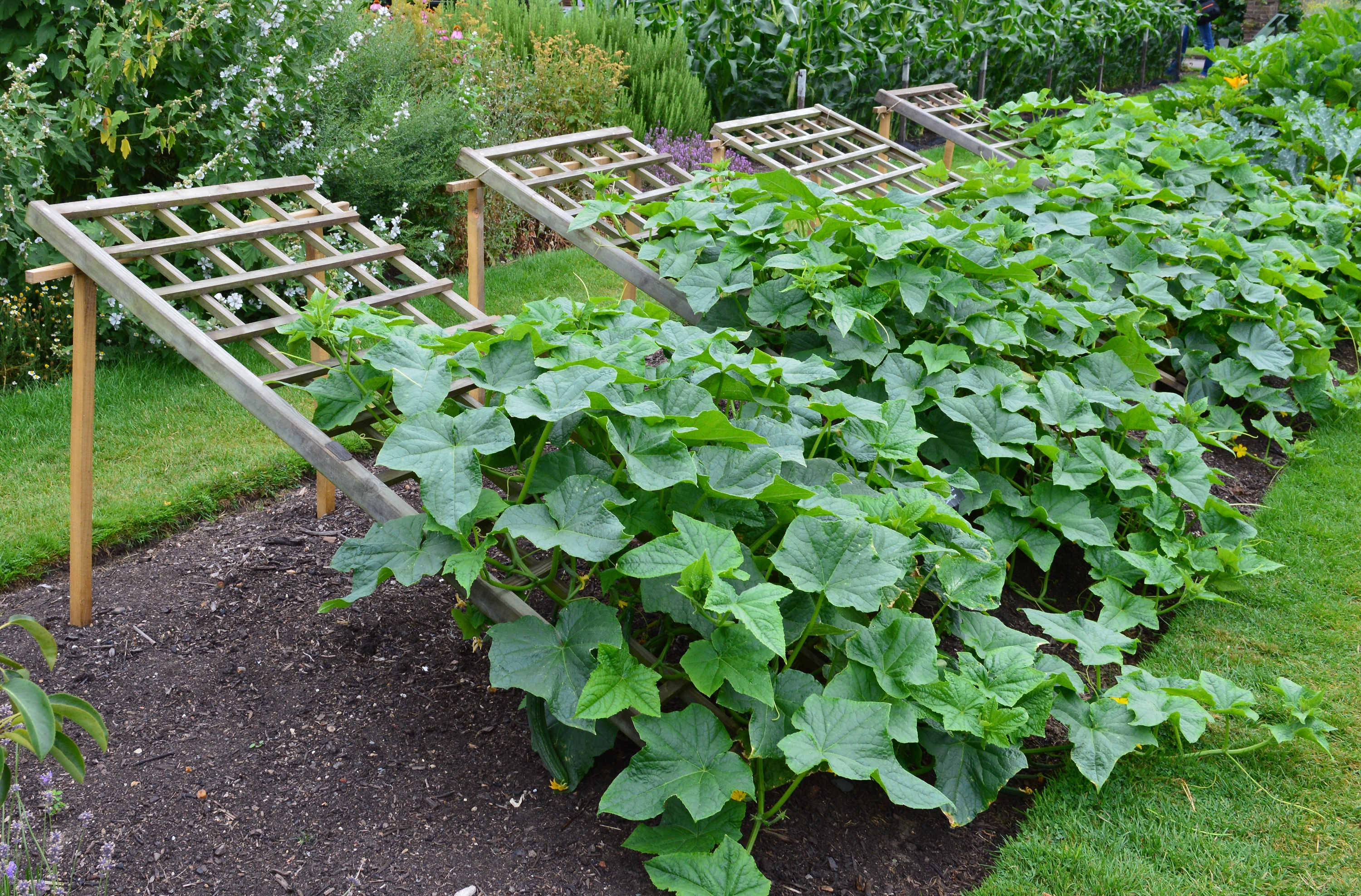 Du choix de l’emplacement à l’entretien des jeunes plants en passant par les semis et les associations avec d’autres légumes, découvrez toutes les étapes pour une plantation réussie de vos concombres. Copyright (c) 2022 Joe Kuis/Shutterstock.