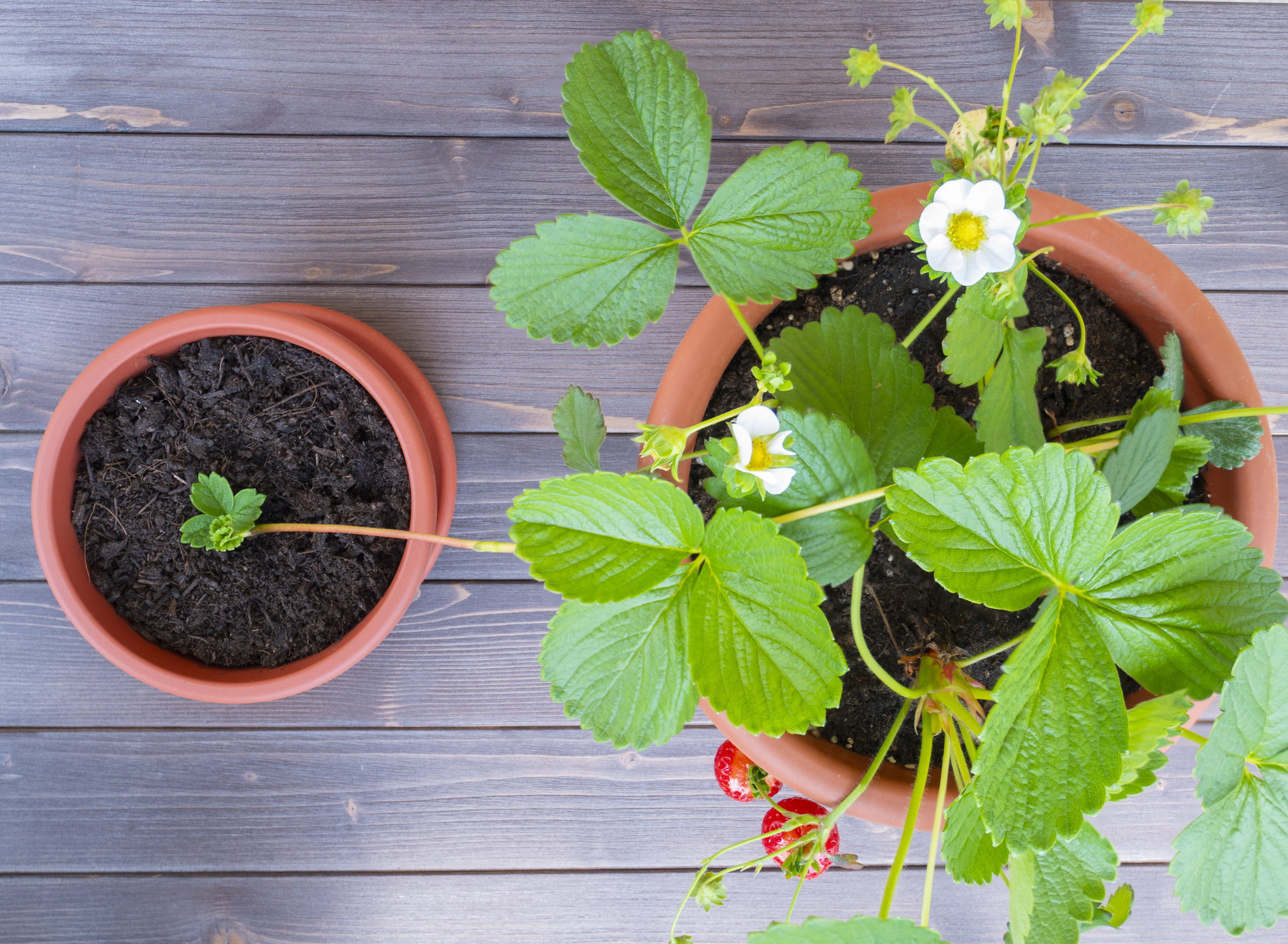 La multiplication végétative des fraisiers grâce aux stolons est facile à mettre en place au potager. Copyright (c) Marco_de_Benedictis/Istock.