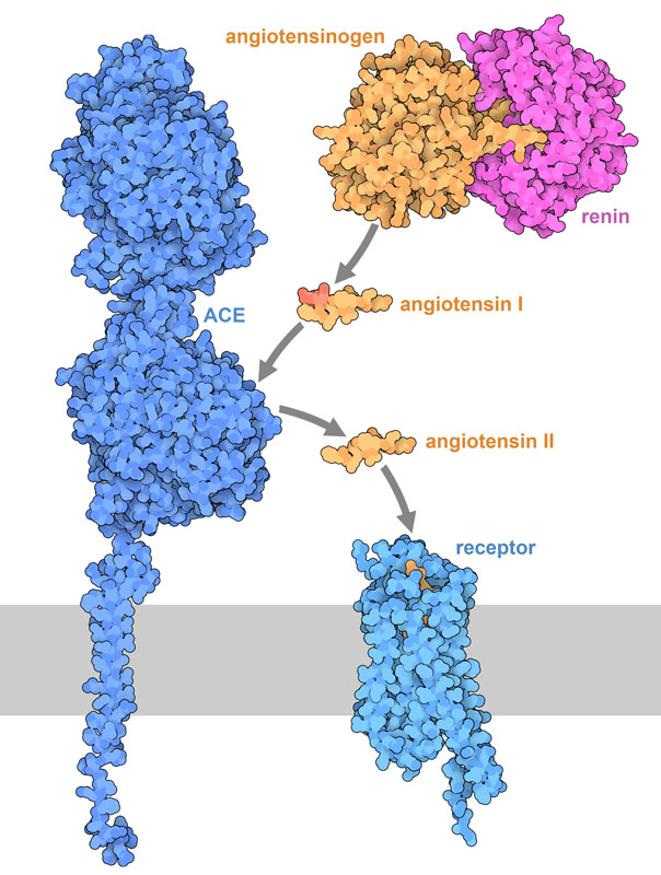 PKM2 (pyruvate kinase 2) tetramer and dimer from PDB entries 4fxf and 6wp3