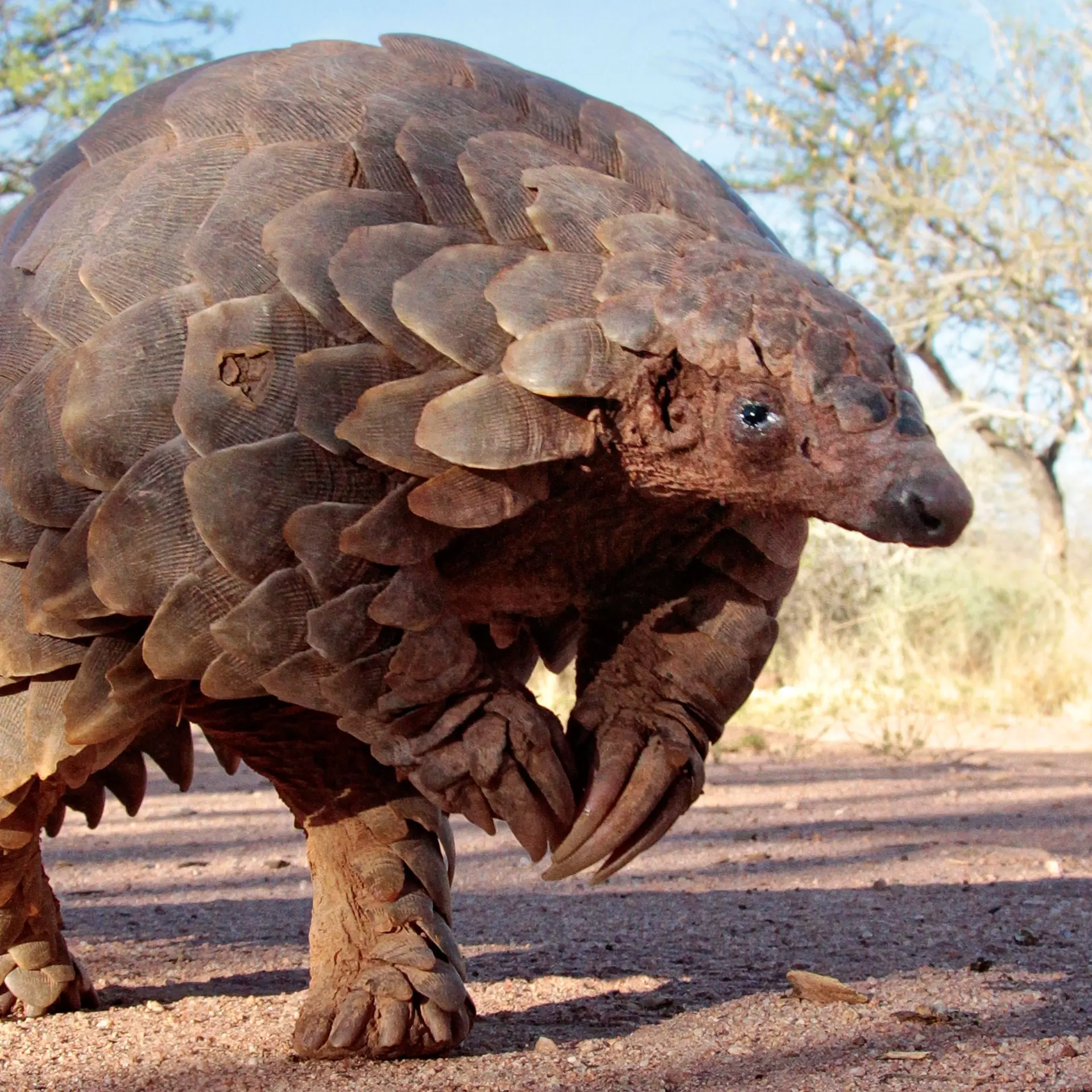 Pangolin standing in a savannah habitat