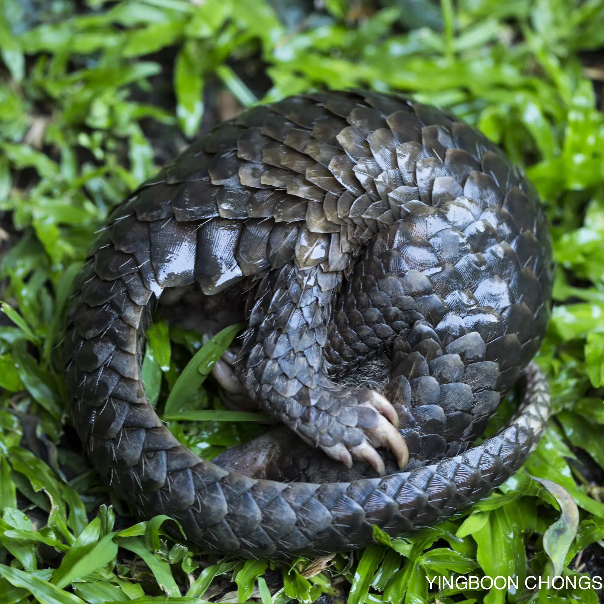 Pangolin curled up