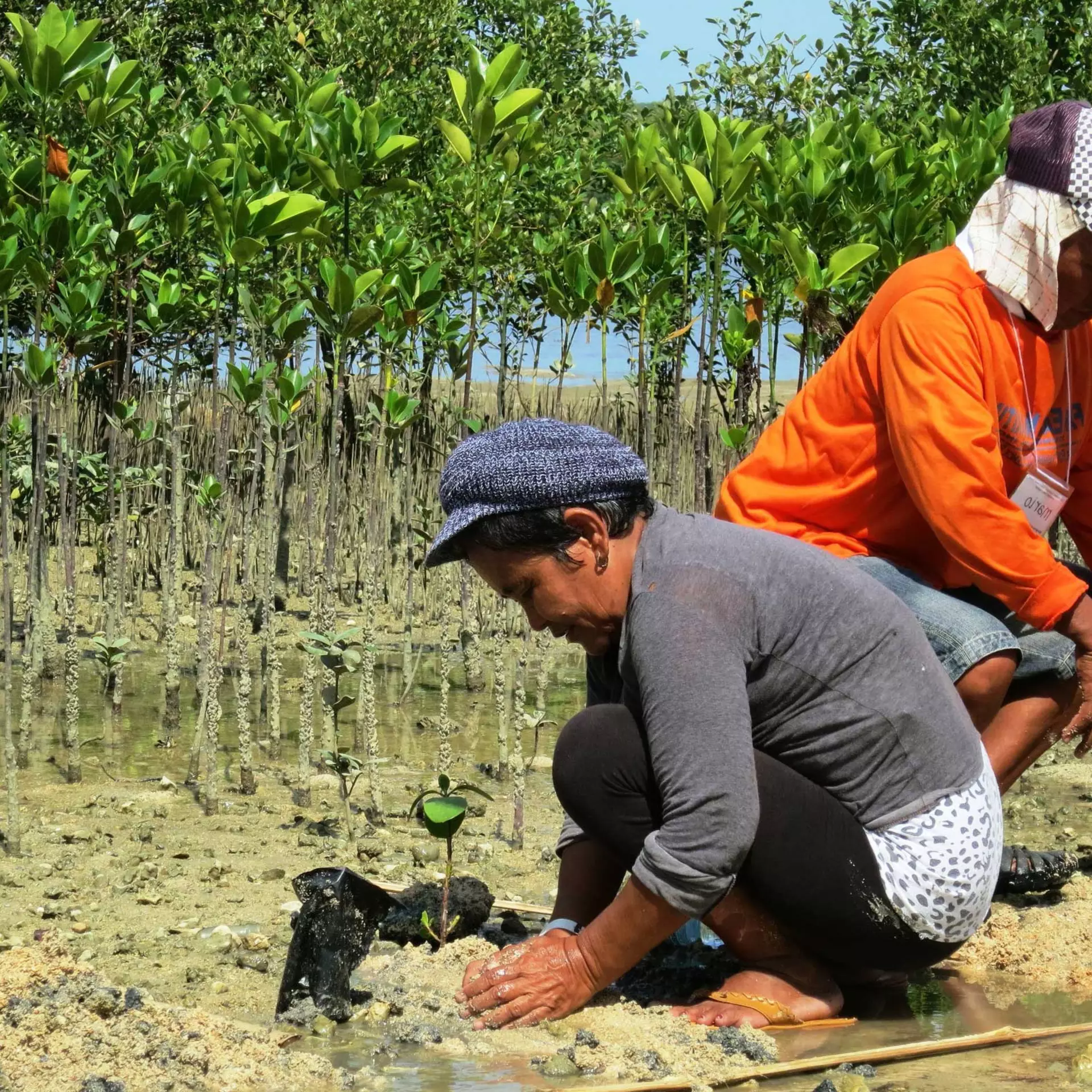 Two people planting mangrove trees as part of ZSL restoration project.