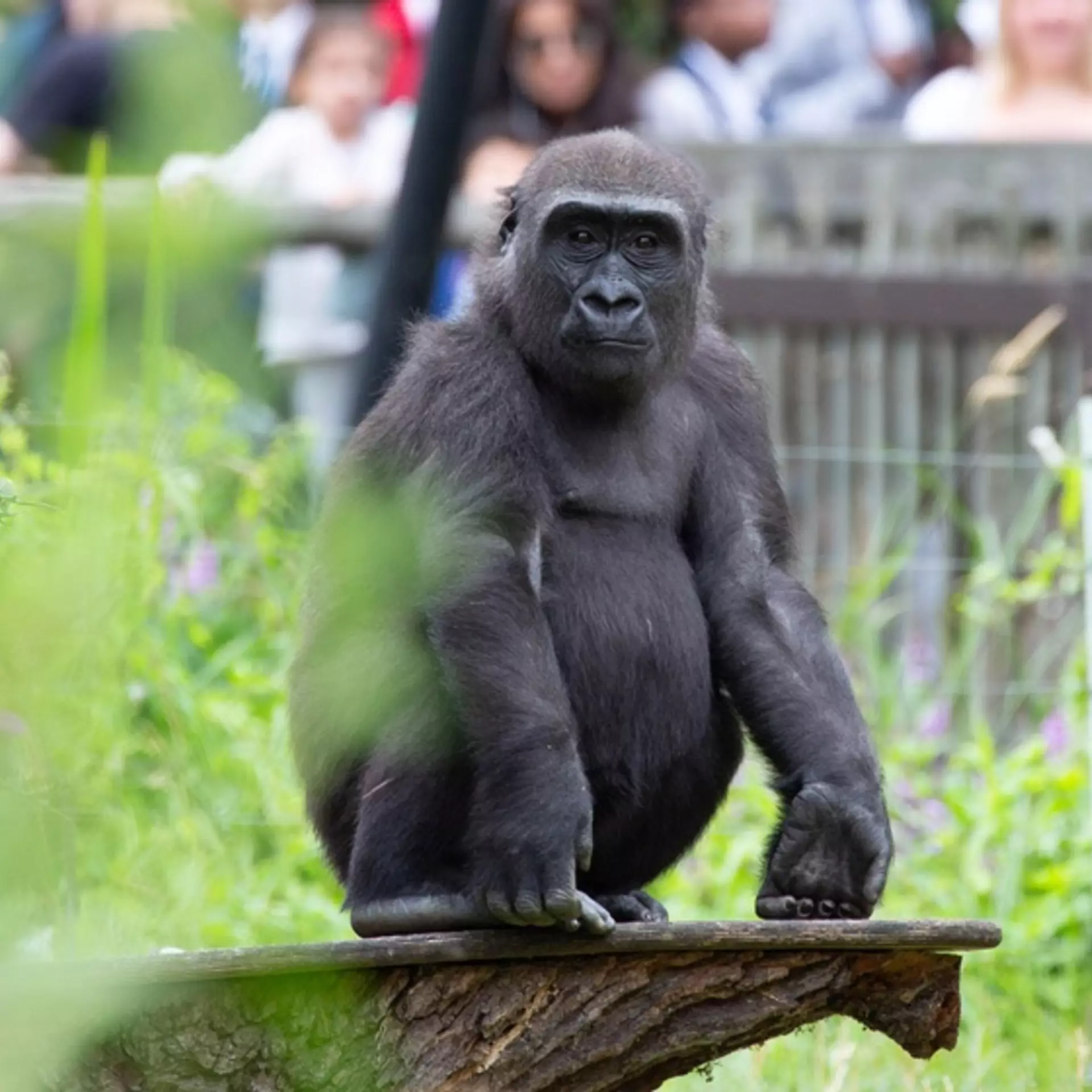 Gorilla at London Zoo Gorilla Kingdom