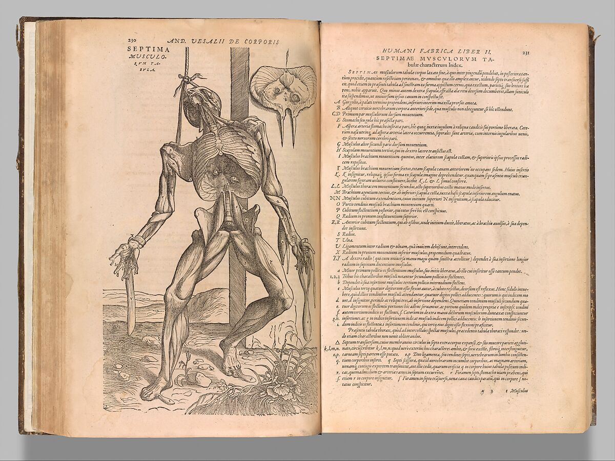 De humani corporis fabrica (Of the Structure of the Human Body), Andreas Vesalius  Flemish, Woodcut