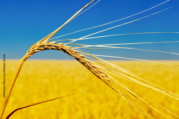 wheat field