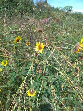 Image of cucumberleaf sunflower