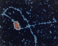 Image of Simian virus 40