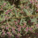 Image of Aizoon portulacaceum (Fenzl ex Harv. & Sond.) Klak