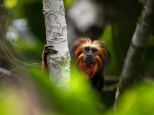 Como o cacau agroecológico pode salvar mico-leão ameaçado no sul da Bahia