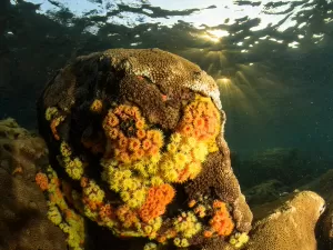Belo e perigoso: startup aposta na biotecnologia para conter coral invasor