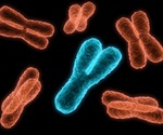 Research reveals how motorized processes shape chromosome structure development