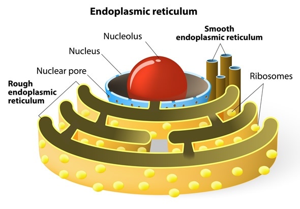 Endoplasmic reticulum is a continuous membrane, which is present in both plant cells, animal cells and absent in prokaryotic. Image Copyright: Designua / Shutterstock