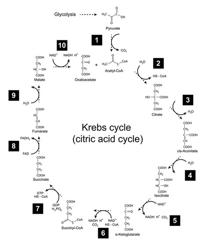 Chemical scheme of Krebs cycle - tricarboxylic acid (citric) cycle, 2d illustration. Image Credit: Chromatos / Shutterstock