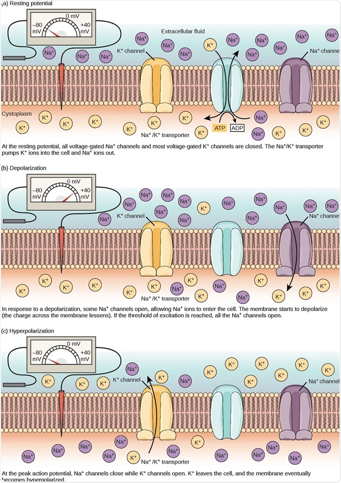 he (a) resting membrane potential is a result of different concentrations of Na+ and K+ ions inside and outside the cell. A nerve impulse causes Na+ to enter the cell, resulting in (b) depolarization. At the peak action potential, K+ channels open and the cell becomes (c) hyperpolarized. Image and caption taken from