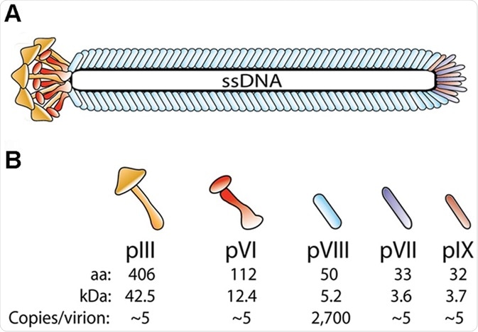 Phage structure