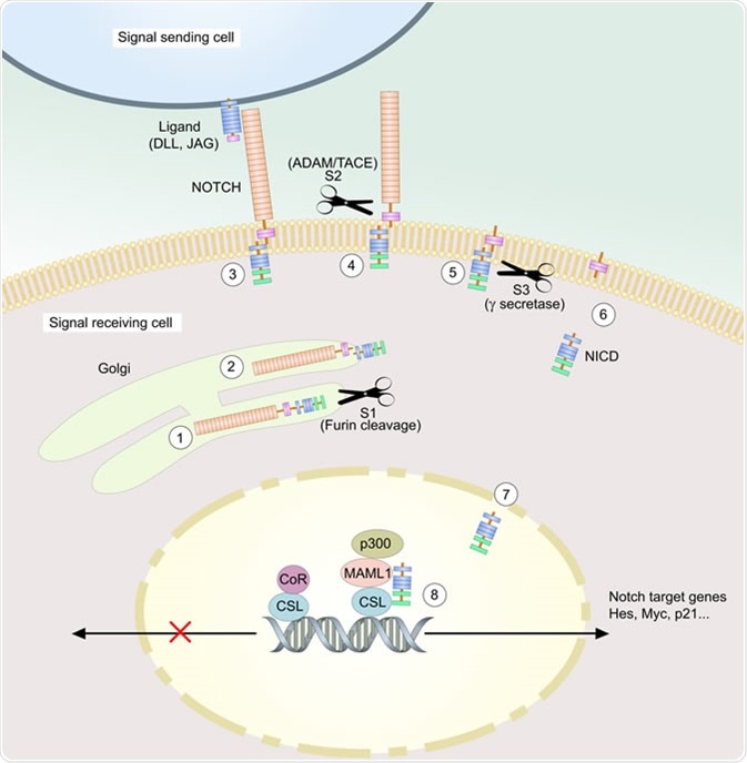 Notch signaling pathway. Image Credit: Ellepigrafica / Shutterstock