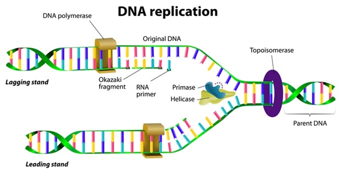 DNA replication. Image Credit: Designua / Shutterstock