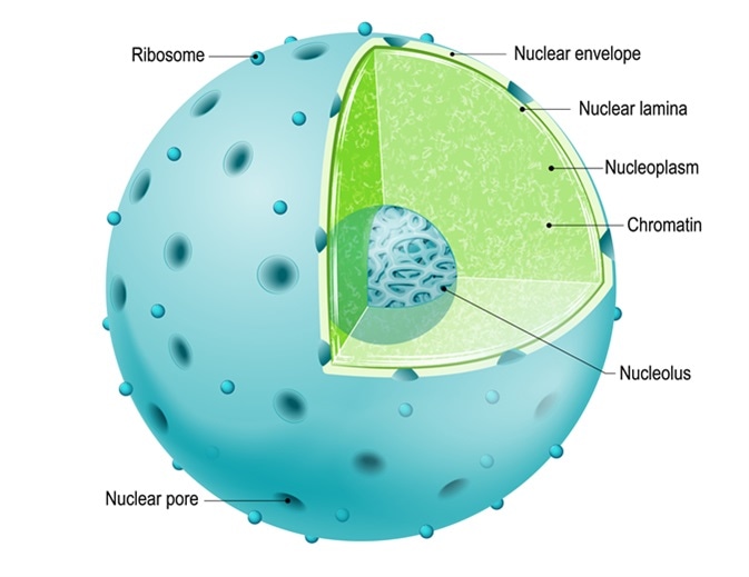 Structure of Nucleus. parts of the cell: nuclear envelope, nucleoplasm, nuclear matrix, chromatin and nucleolus. Image Credit: Designua / Shutterstock