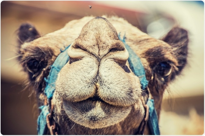 Photo of a camel - the producer of camelid antibodies